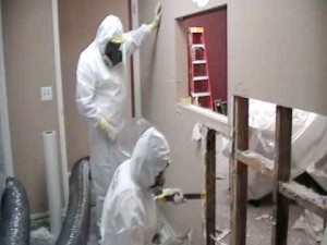Home Mold Removal Service