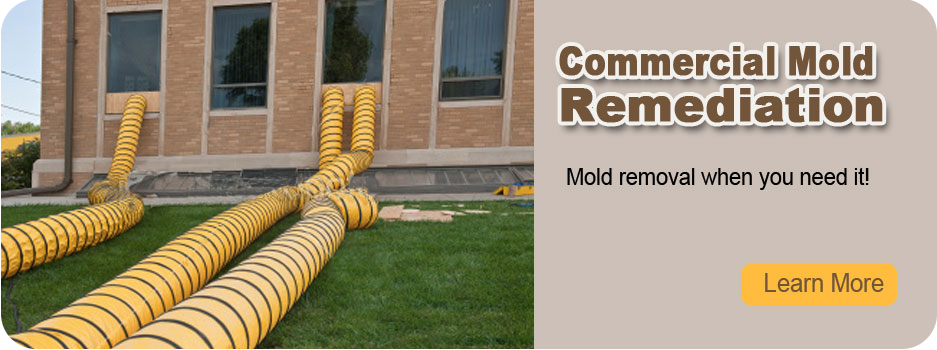 Home page slide show image-3 at Eco Tech Mold - A leading mold inspection company specializing in mold home inspection, residential mold remediation & more.