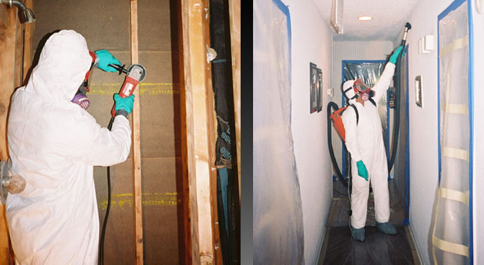 Mold Removal and Remediation Experts 